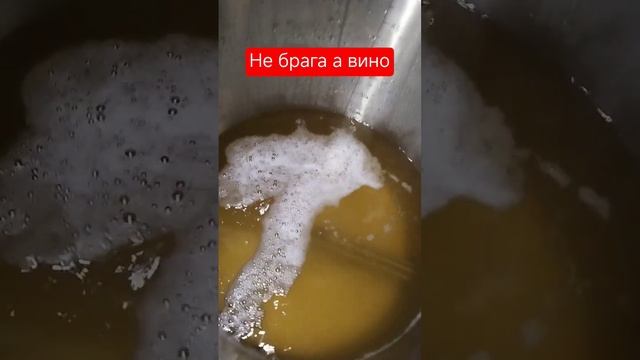 не брага а вино