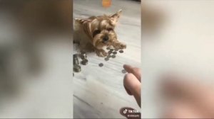 злой пёс