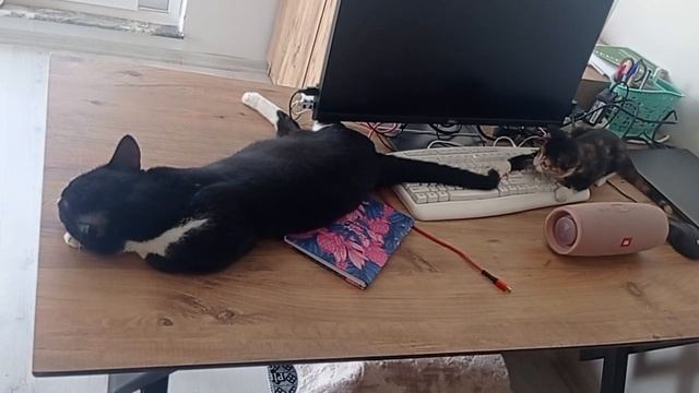 #Кот Яша и #кошка Крошка айтишники смотреть онлайн