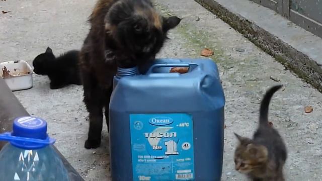 Кошка лакает тосол (охлаждающую жидкость), чтобы спастись от жары смотреть онлайн