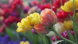 Лучшие цветочные сады в мире находятся на острове Макинак. Весенний тур по саду года - Майские цветы