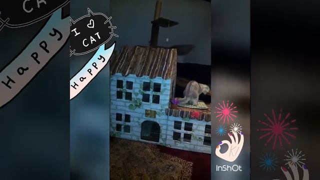 Дом для кошек. Кошки 2019 смотреть онлайн