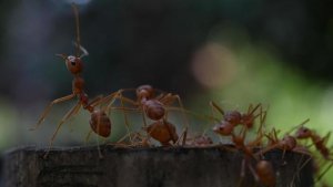 муравьи на таймлапс