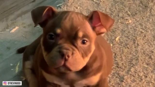 American Bully Dog Breed Guide | Everything You Need To Know смотреть онлайн