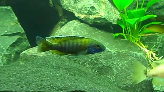 Aulonocara blue neon Hai Reef.AVI