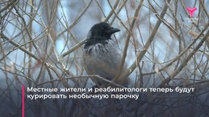 Необычную пару ворон заметили в Тюмени