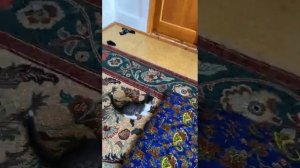 Кошка охотится на муху