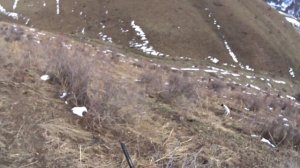 Охота на кеклика с легавой.