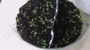 Выращивание, Размножение и Посев Рассады Ремонтантной Земляники Пророщенными и Сухими семенами.