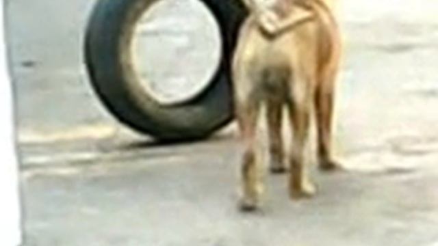 Веселый пёс и покрышка смотреть онлайн