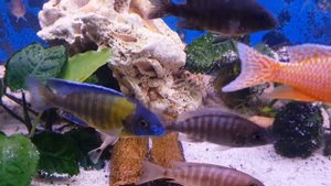 Aulonocara Blue Neon von S.A