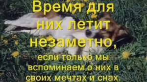 мост радуги