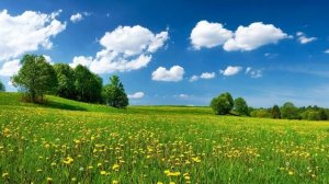 Расслабляющие Звуки Поля Летом.  4 Часа Релаксации