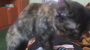 Кошка Фаина Лечит всю семью.