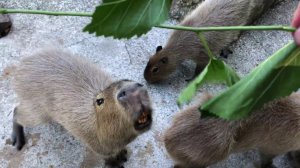 Угощаю и глажу капибар!