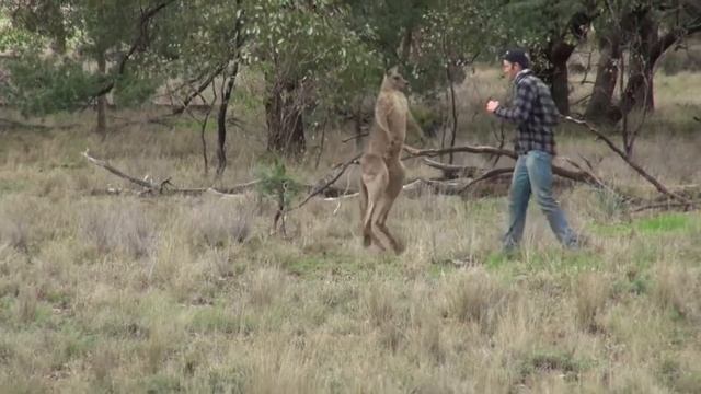 Человек бьет кенгуру в лицо, чтобы спасти свою собаку (оригинал HD) || ViralHog смотреть онлайн