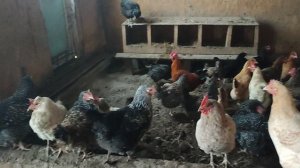 Одной курочки начало срывать крышу. А зима только началась ☝