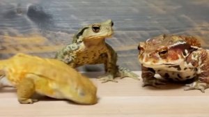 Если бы Жмиль, Бэбэй и Папич превратились в жаб.