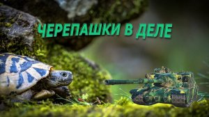 ИГРАЕМ НА ЧЕРЕПАШКЕ ТОРТИЛЛЕ.