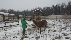 Приятное пополнение: в Национальном парке «Лосиный остров» – новые обитатели