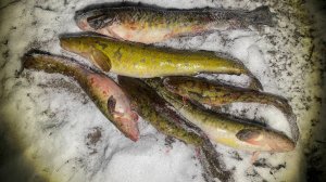 Закрытие сезона, наглые Ладожские Налимы в тростнике | ловля на поставушки.