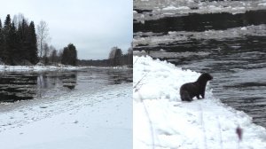 Ноябрь 2023. Река Кубена перед ледоставом. Встреча с красавицей норкой.