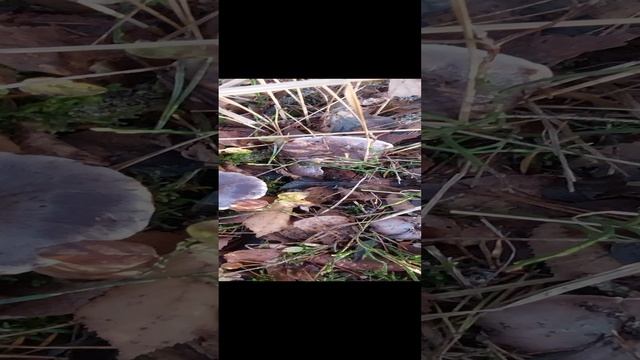 Мокрухи Еловые растут полянами.