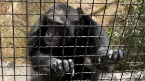 Шимпанзе Семен Семеныч устроил ШОУ и собрал около себя посетителей ТАЙГАНА! Гости счастливы!