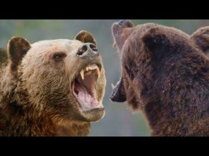 Вот ПОЧЕМУ мама медведица НАБРОСИЛАСЬ на папу медведя!