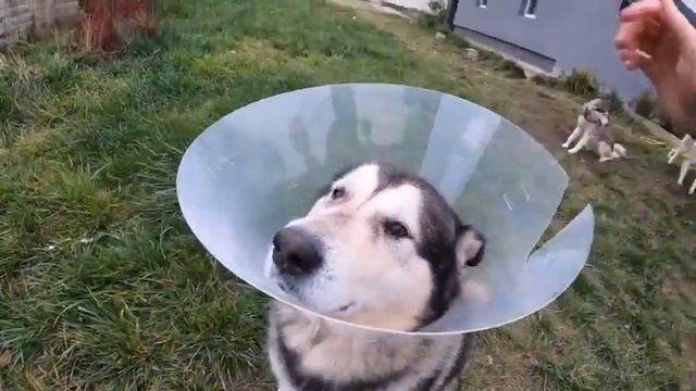 собака #собаки #хаски смотреть онлайн