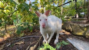 Белоснежный кенгуру Алекс! Зоопарк СКАЗКА