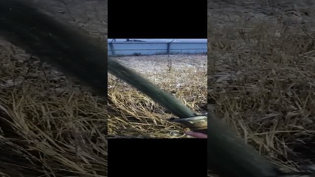 Воронежская обл Г Красная поляна после обработки