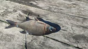 2024 год Июль. 20