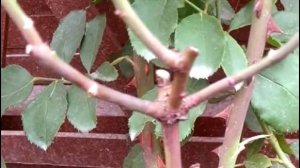 Всегда ли нужно удалять у роз красные побеги перед зимовкой.