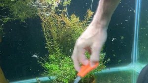 Rotala macrandra ‘orange juice’