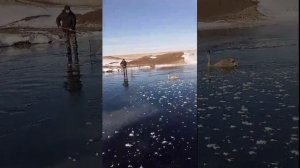 Третьего лебедя назвали Сеней. Видео его спасения.