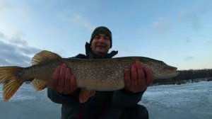 ЭТИ КРОКОДИЛЫ НЕ ЛЕЗУТ В ЛУНКУ!!! Первый лёд!