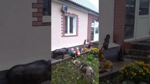 Лайки кабана держат