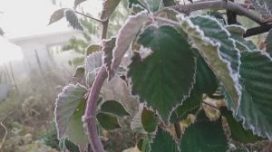 МОРОЗ! УБОРКА ЛИСТВЫ!!!