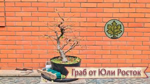 Крымский граб от Юли Росток