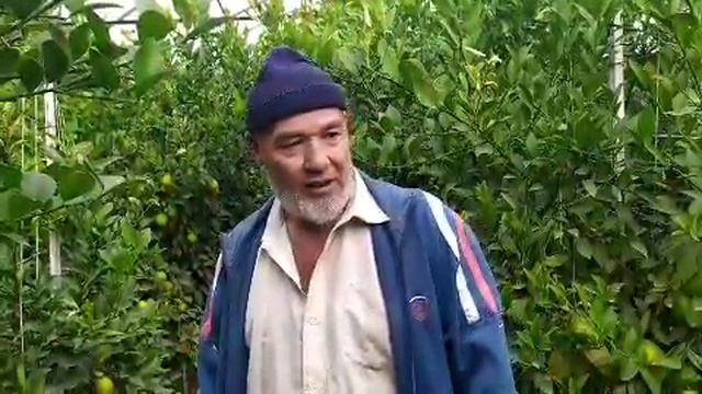 Ustozimiz MuhammadYusuf xojiakadan Intensiv usulda yetishtirilgan limonariya haqida video lavha