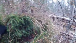 Охота на куницу. Замена приманки на путике (Будни охотника и рыбака)