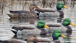 утка с подхода 2