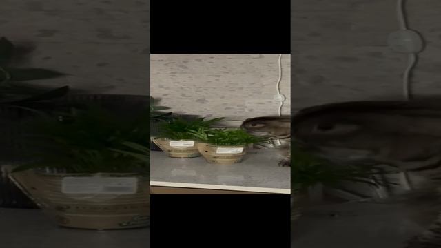Шотландец Оскар