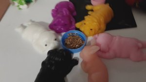 Что надо для сквиши-песиков