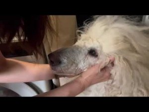 Как правильно купать собаку? #зоопсихолог #собаки #собака #пудель #купаниесобак #животные