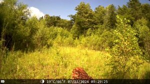 Фотолавушака запечатлела оленя