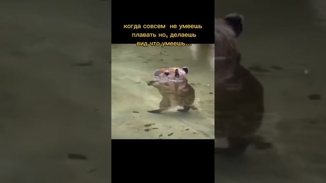 СРОЧНО ПОДПИШИСЬ 😉