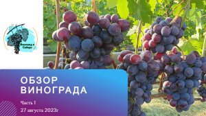 Обзор нашего винограда. Часть 1. 27.08.2023