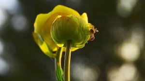 Купальница!!! Музыка Вадим Брыков.  Одинокая флейта.